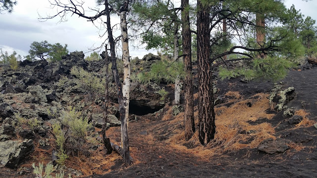 trees poking through the landscape